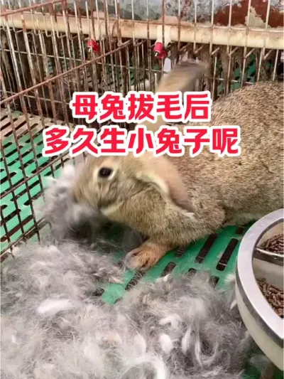 母兔拔毛后，多久生小兔子呢 #养兔#养殖#三农