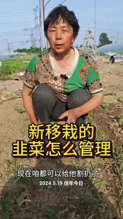 新移栽的韭菜长出来怎么管理#三农 #韭菜 #韭菜种植 #蔬菜杨大姐 #种植小技巧 @抖音创作小助手 @DOU+小助手 @DOU+上热门