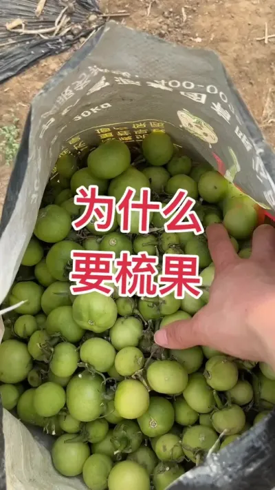 #西红柿种植 #记录我的种植生活  #梳果 一定要梳果 点个关注吧@抖音小助手