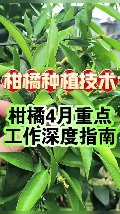 #dou上热门 柑橘四月工作重点深度指南#柑橘种植 #沃柑 #增产增收才是硬道理 #科学用药