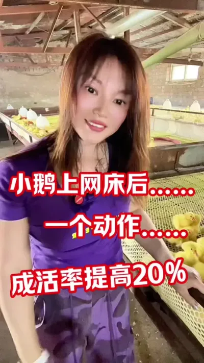 小鹅上网床后，做对一个动作，成活率提高20%#养鹅人 #养鹅技术分享 #每天分享养殖技术和经验