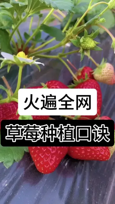 火遍全网草莓种植口诀