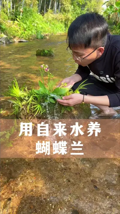 用自来水养蝴蝶兰，开花的秘诀#蝴蝶兰 #花卉绿植 #养花小知识