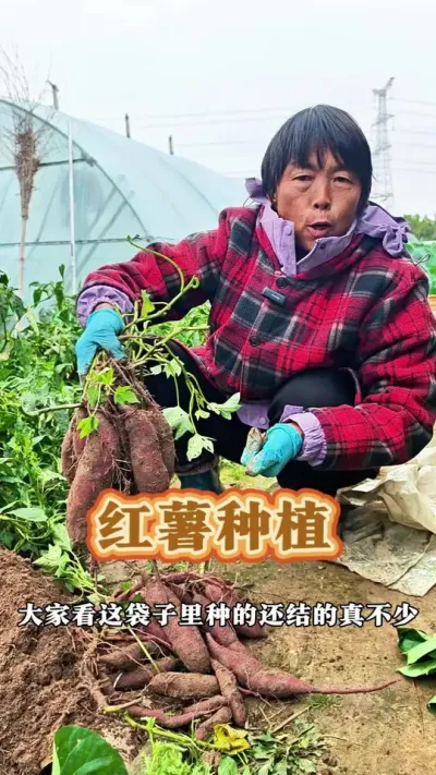 红薯种植#三农种植 #红薯种植 #麻袋种红薯 #三农 #蔬菜杨大姐 @DOU+小助手 @抖音创作小助手 @DOU+上热门