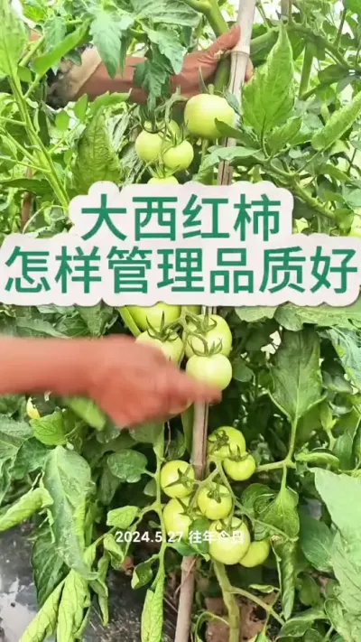 西红柿长到一定程度可以打顶的#三农 #西红柿 #西红柿种植 #蔬菜杨大姐 #种植小技巧 @抖音创作小助手 @DOU+上热门 @DOU+小助手