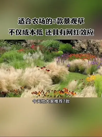 适合农场造景的7款景观草，不仅成本低，还具有网红效应！#农场 #网红农场 #农庄 #新农人 #休闲农业