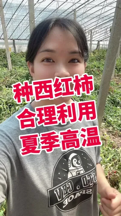 #西红柿种植 #大棚种植 #闷棚 #记录我的种植生活 点个关注 互相学习吧@抖音小助手 闷棚菌在橱窗