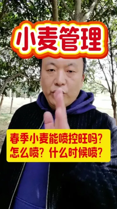 春季小麦需控旺。#小麦种植 #小麦控旺 #小麦管理