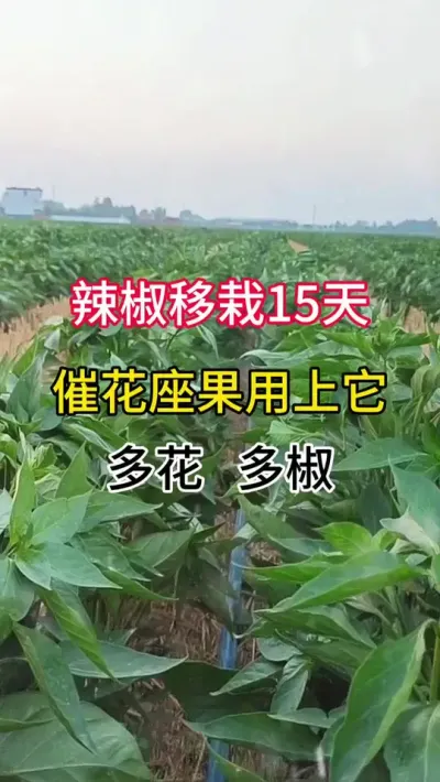 辣椒移栽15天，促花座果用上它，多花多椒 #三农 #辣椒种植 #农业种植