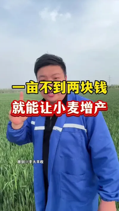 小麦真正的膨大剂！ #小麦种植 #传播农业小知识 #种植小技巧 #小麦膨大剂