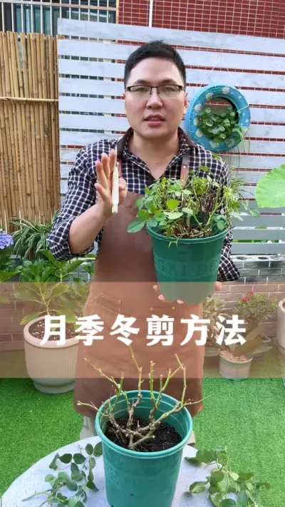冬天修剪月季的方法#月季 #花卉绿植 #养花小知识