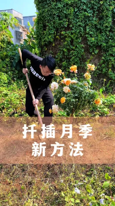 扦插月季新方法#月季 #扦插 #花卉绿植 #分享养花经验