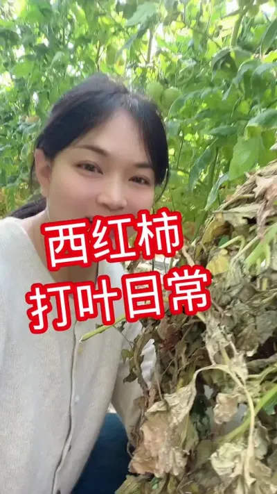 #西红柿种植#记录我的种植生活 #大棚西红柿 点个关注吧@抖音小助手