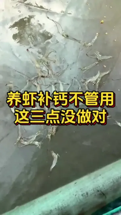 养虾补钙不管用，是这三点没做对#水产养殖 #养虾人 #水产人 #嘉骏集团 #嘉骏新水产