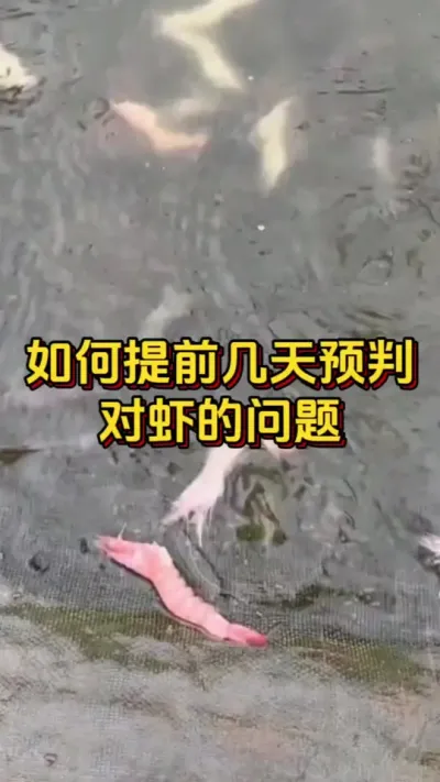 如何提前几天预判，对虾的问题#水产养殖 #养虾人 #水产人 #嘉骏新水产 #嘉骏集团
