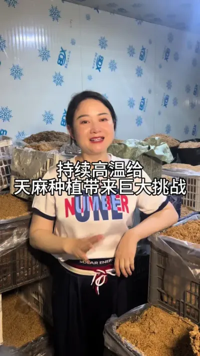 持续高温给天麻种植带来巨大挑战 #三农 #气候变化 #气候变暖@抖音小助手