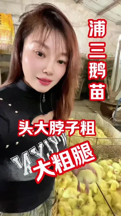 鹅苗品种的选择#农村创业养殖 #养鹅人 #养鹅#鹅苗