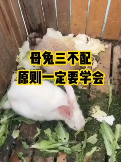 母兔三不配，原则一定要学会#抖音三农#养殖#养兔