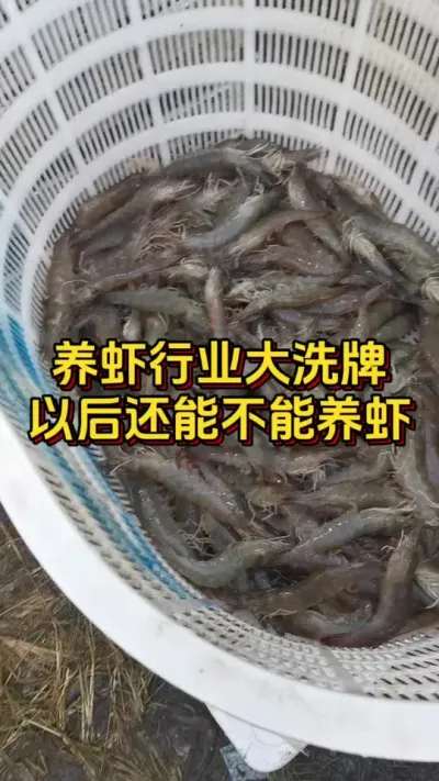 养虾行业大洗牌，以后还能不能养虾#养虾人 #水产人 #南美白对虾 #嘉骏新水产 #嘉骏集团