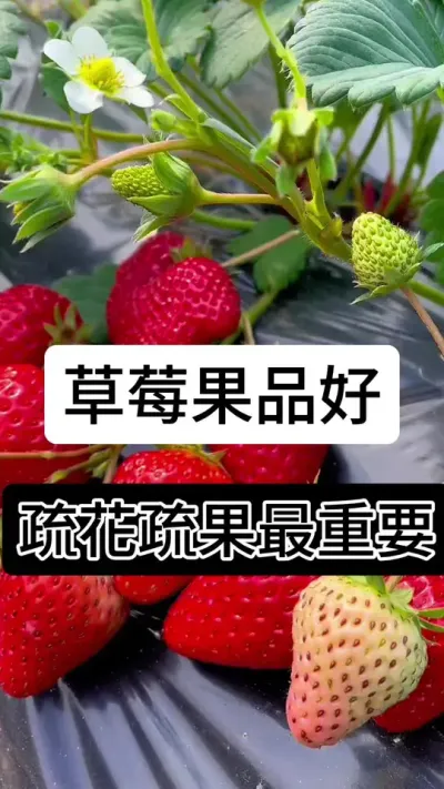 草莓果品好疏花疏果最重要