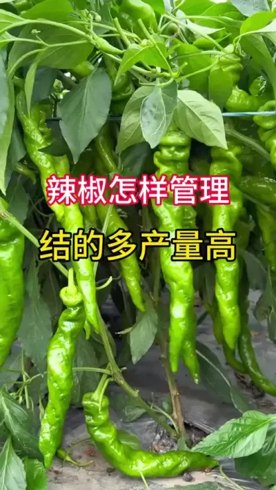 辣椒怎样管理，结的多产量高 #三农 #辣椒种植 #农业种植