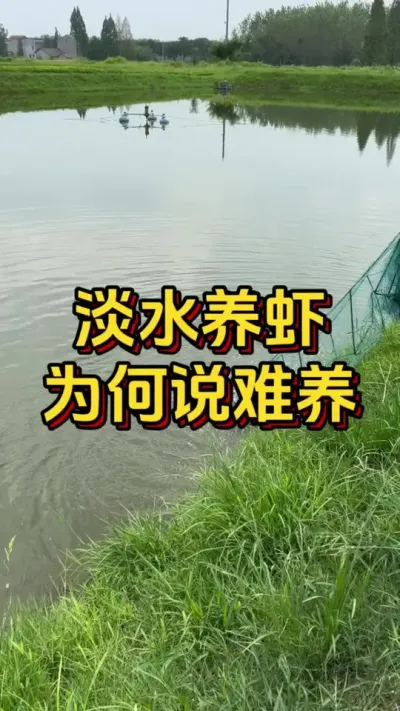 淡水养虾为何说难养#小棚养虾 #养虾人 #水产人 #南美白对虾 #嘉骏新水产