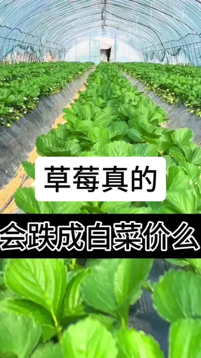 草莓真的会跌成白菜价么#草莓种植管理技术和方法 #草莓种植方法 #草莓种植 #草莓养护方法 #草莓基地