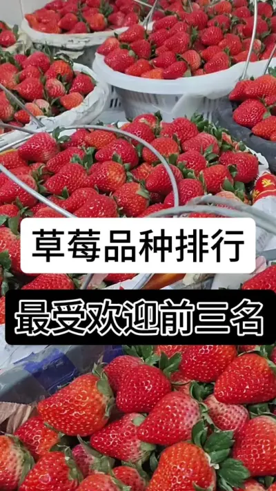 草莓品种排行最受欢迎前三名#草莓种植管理技术和方法 #分享农业知识帮农民增产增收 #草莓种植 #草莓种植方法 #服务三农支持三农