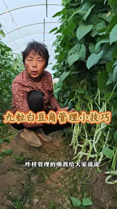九粒白豆角管理小技巧#豆角 #九粒白芸豆 #三农 #种植小技巧 #蔬菜杨大姐 @抖音创作小助手 @DOU+小助手 @DOU+上热门