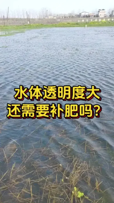 水体透明度大，还需要补肥吗？#水产人 #水产养殖 #养虾人 #嘉骏新水产 #嘉骏集团