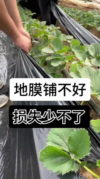地膜铺不好损失少不了#草莓种植管理技术和方法 #草莓种植方法 #草莓种植 #草莓种植基地 #服务三农支持三农