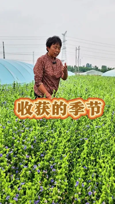 开紫色漂亮的花，你知道是什么菜吗？#蔬菜种植 #种植小技巧 #三农 #收获的季节 #蔬菜杨大姐 @抖音创作小助手 @DOU+小助手 @DOU+上热门