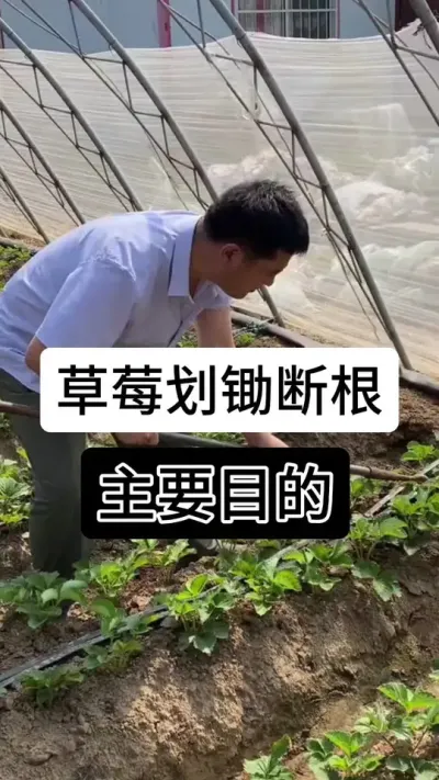 草莓划锄断根主要目的#服务三农支持三农 #草莓种植管理技术和方法 #分享农业知识帮农民增产增收 #草莓种植 #草莓种植基地