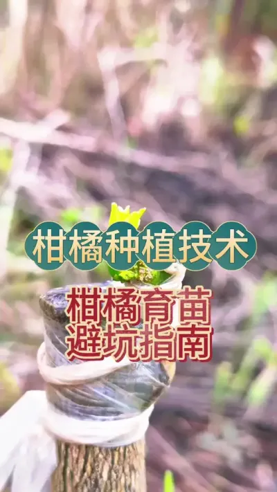 #上热门 柑橘育苗避坑指南 #柑橘种植 #抖音助农 #桔子苗