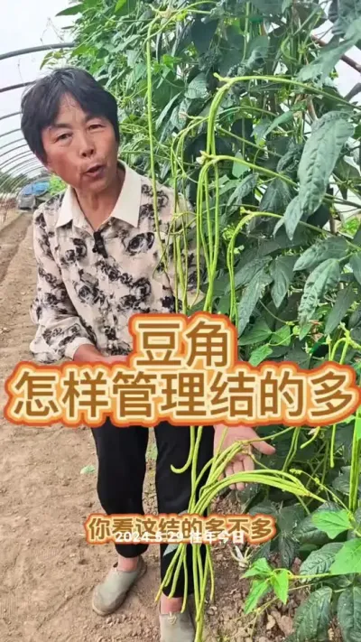 豆角管理小技巧#种植小技巧 #三农流量扶持计划 #豆角 #蔬菜杨大姐 #豆角管理 @抖音创作小助手 @DOU+上热门 @DOU+小助手