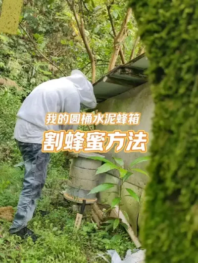 割取蜂蜜方法 我的圆桶水泥格子蜂箱割取蜂蜜的方法#蜜蜂养殖 #我的乡村生活 #新农人计划2025