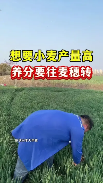 想要小麦产量高，养分要往麦穗转！ #小麦种植 #小麦膨大剂 #苄氨烷醇 #种植小技巧