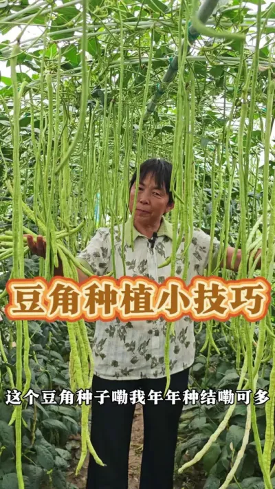 豆角种植小技巧，有些地方可以育苗啦！#豆角种植 #豆角高产技术 #豆角种植方法 #三农 #蔬菜杨大姐 @DOU+小助手 @DOU+上热门 @抖音创作小助手