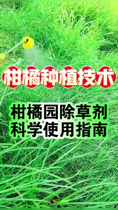 #dou上热门 【柑橘园除草剂科学使用指南&mdash;&mdash;老果农的实战经验分享】#柑橘种植 #新农人计划 #除草剂 #增产增收才是硬道理