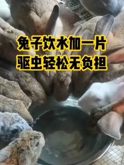 兔子饮水加一片，驱虫轻松无负担#抖音三农#养殖#养兔