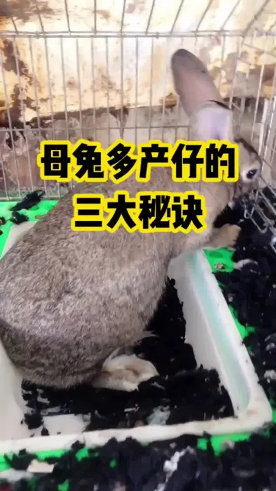 母兔多产仔的，三大秘诀#抖音三农#养殖#养兔