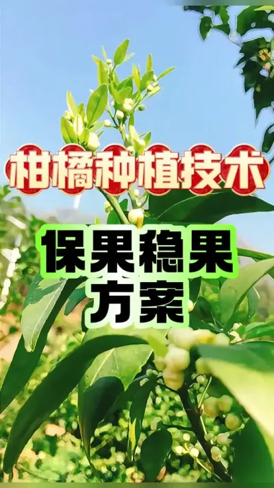 #dou上热门 柑橘保果稳果方案 #柑橘种植 #柑橘保果 #柑橘管理