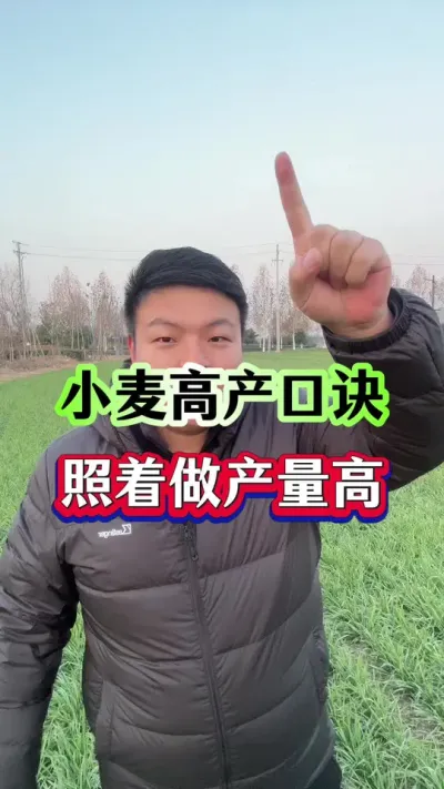 小麦高产口诀！照着做能高产！ #小麦种植 #传播农业小知识 #种植小技巧 #分享农业知识帮农民增产增收