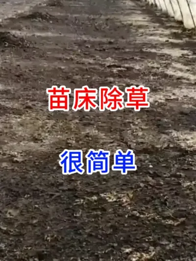 苗床除草很简单 #传播农业种植小知识  #农业种植小知识  #每天分享农业种植小知识  #传播农业知识传播正能量