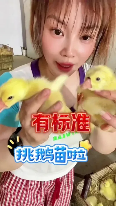 挑鹅苗啦#养鹅人#养鹅#鹅苗