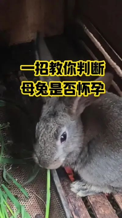 一招教你判断，母兔是否怀孕#抖音三农#养兔#养殖