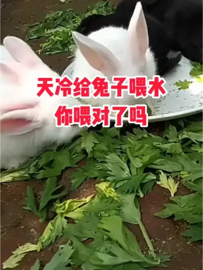 天冷给兔子喂水，你喂对了吗 #抖音三农#养兔#养殖