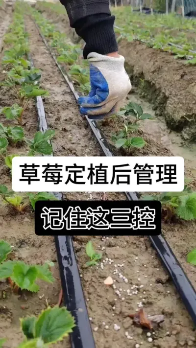 草莓定植后管理记住这三控#草莓种植管理技术和方法 #草莓种植方法 #草莓种植 #草莓种植基地