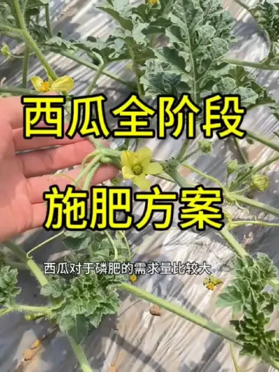 #抖音助农 #抖音助农扶农 #扶农助农