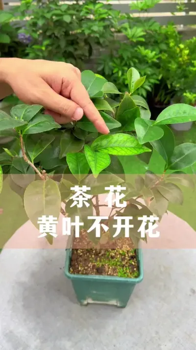 茶花黄叶不开花，要怎么养#茶花 #花卉绿植 #养花小知识